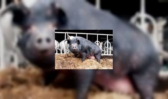 Trends komen samen in ode aan Pumba