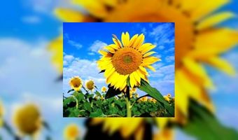 Personeel IHG wordt in het zonnetje gezet