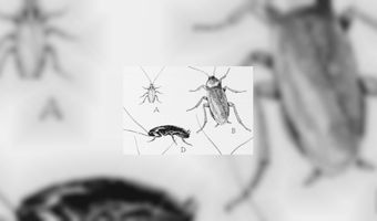 Kakkerlakken welkom in vegetarische zaak