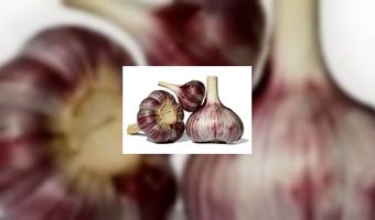 Marktonderzoek onder lunchroomhouders