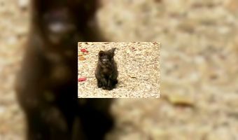 Kat is koning in Utrechtse horeca