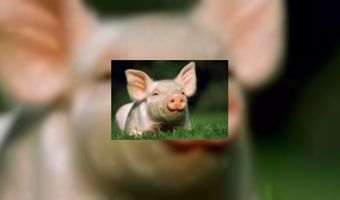 B&b bij varkenshouder 