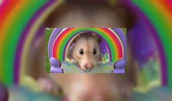 Vergeten in het hotel: hamster Frederick