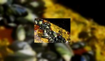 Chef-kok Hotel Paping is Mosselchef 