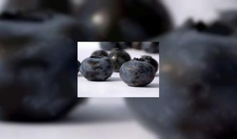 Regen boosdoener oogst zwarte bes