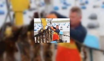 Eerste Zeeuwse mosselen aan land gebracht