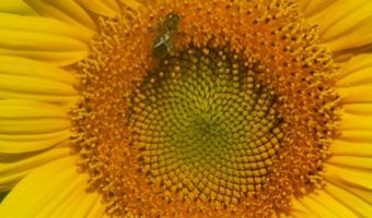 Veiligheid bepaalt vakantiekeuze