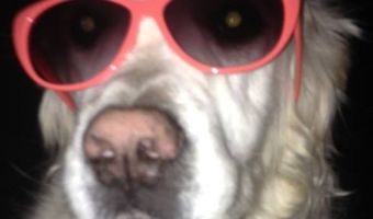 Man 'vergeet' hond in het café