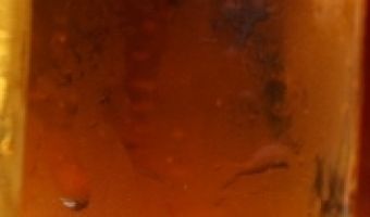 Bird Brewery één van de snelstgroeiende microbrouwerijen