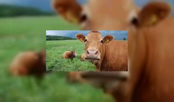 Opening de Nieuwe Schatkuil in 2013