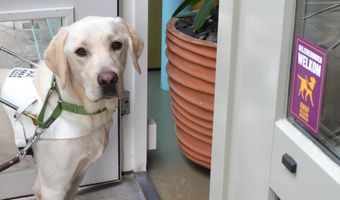 Hotels slecht toegankelijk voor mensen met een geleidehond