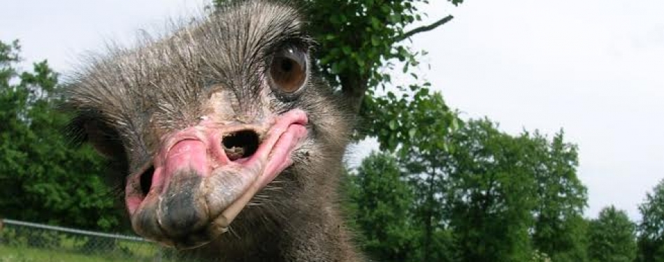 Eindelijk. We kunnen struisvogels knuffelen in de horeca