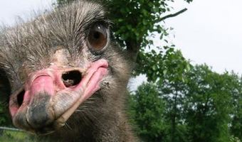 Eindelijk. We kunnen struisvogels knuffelen in de horeca
