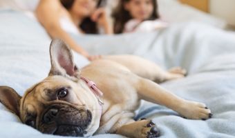 Dierendag: Deze diervriendelijke hotels verdienen een aai over de bol