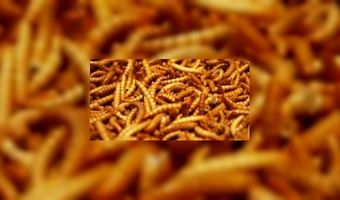 Kookboek moet ons aan de insecten helpen