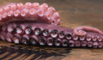 Angélique Schmeinck maakt eetbare schilderijen