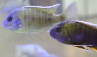 Drijvend restaurant schuift veertig meter op