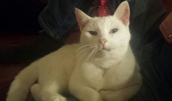 Nieuw kattencafé in Leeuwarden