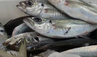 Een zee vol ideeën voor een afwisselend menu