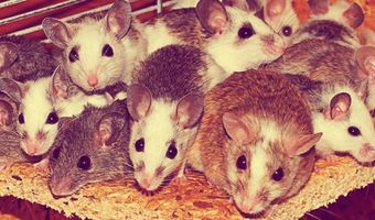 In beeld: Zweeds miniatuurrestaurant voor muizen