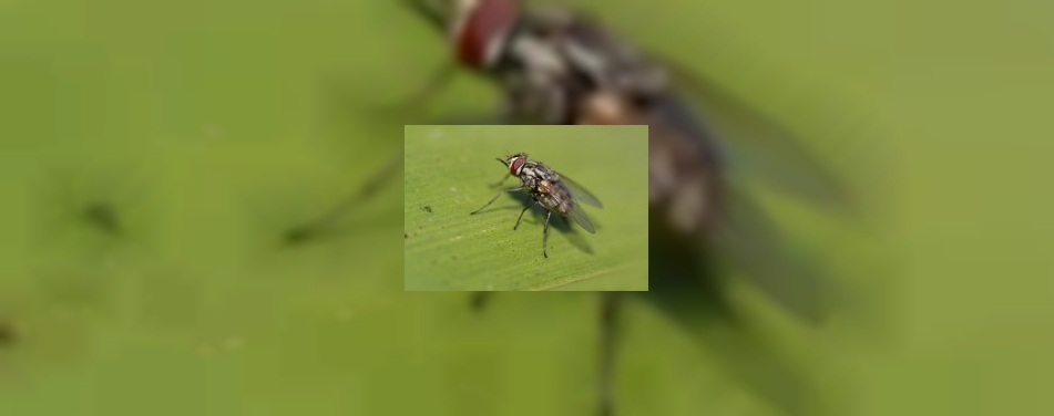 Knetterlampen zijn bron van bacteriÃ«n