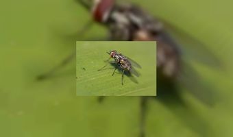 Knetterlampen zijn bron van bacteriÃ«n