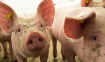 Diervriendelijke rookworst voor de horeca