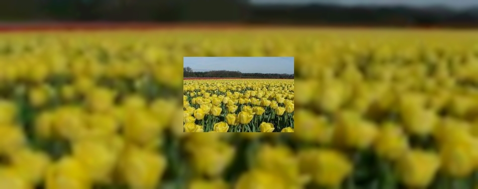 Veilig uitgaan in de Bollenstreek