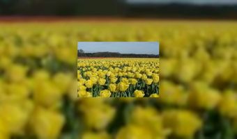 Veilig uitgaan in de Bollenstreek