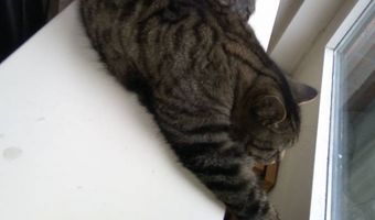 Café in Leeuwarden heeft de kroegpoes weer terug