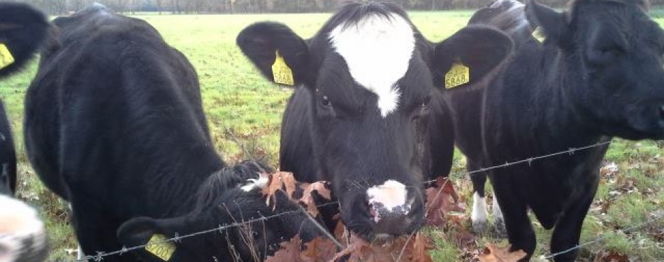 Deventer krijgt een B&B bij kinderboerderij