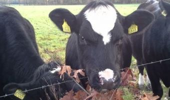 Deventer krijgt een B&B bij kinderboerderij