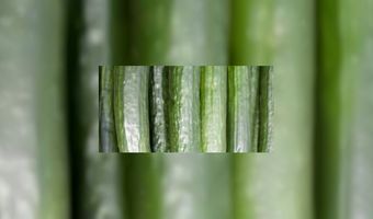 Weer is boosdoener voor komkommer