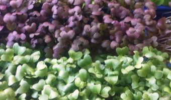 Vlaams-Nederlands initiatief focust op plantaardige nevenstromen in agro-voedingsindustrie