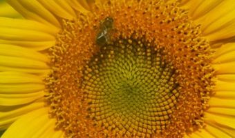 Amsterdam organiseert bijeenkomst over duurzaamheid voor hotels