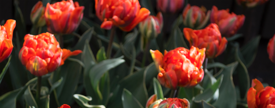 Eigen tulp voor Conservatorium Hotel