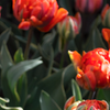 Eigen tulp voor Conservatorium Hotel