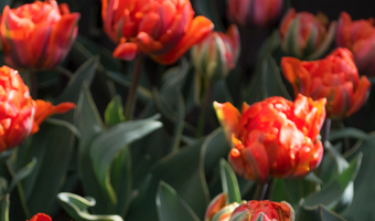 Eigen tulp voor Conservatorium Hotel