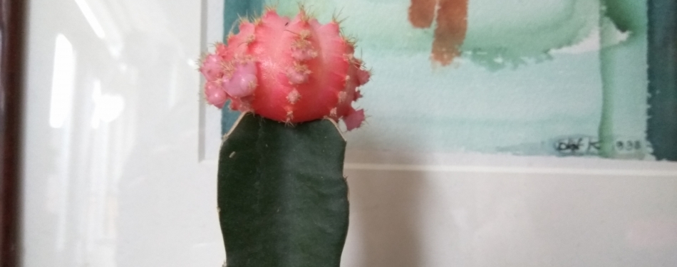 Cactussen ontvreemd uit grand-café