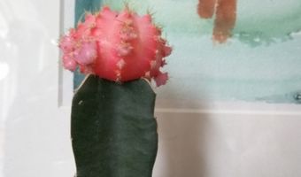 Cactussen ontvreemd uit grand-café