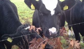 Staatssecretaris Van Dam lanceert ‘European Agri&Food Startup of the Year Challenge’