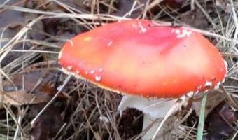 Meer mogelijkheden voor B&B's in Ermelo