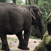 Video: Horeca tussen de olifanten en giraffen