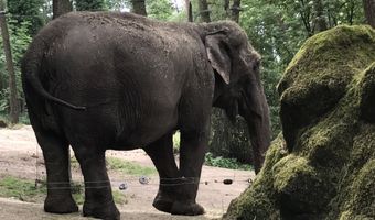 Video: Horeca tussen de olifanten en giraffen