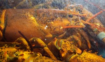 Kreeft van 132 jaar oud vrijgelaten door restauranteigenaar