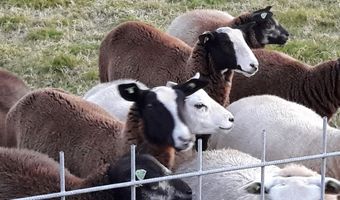 Floortje Dessing wil eigen bed & breakfast