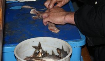 Nieuwe terras Barneveldse Lunchroom dankzij haringproeverij