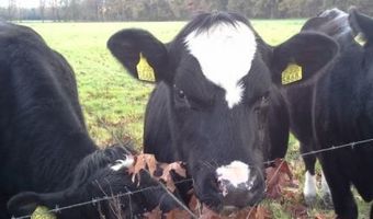 Gemeente Ermelo biedt B&B-markt nieuwe kansen