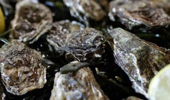 Nederlands Kampioenschap Oestersteken op 11 september