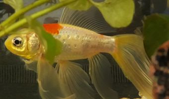 Gasten kunnen goudvis huren in Belgisch hotel